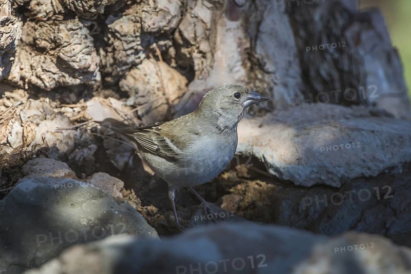 Blue Chaffinch (Fringilla teydea) female, Tenerife, Spain