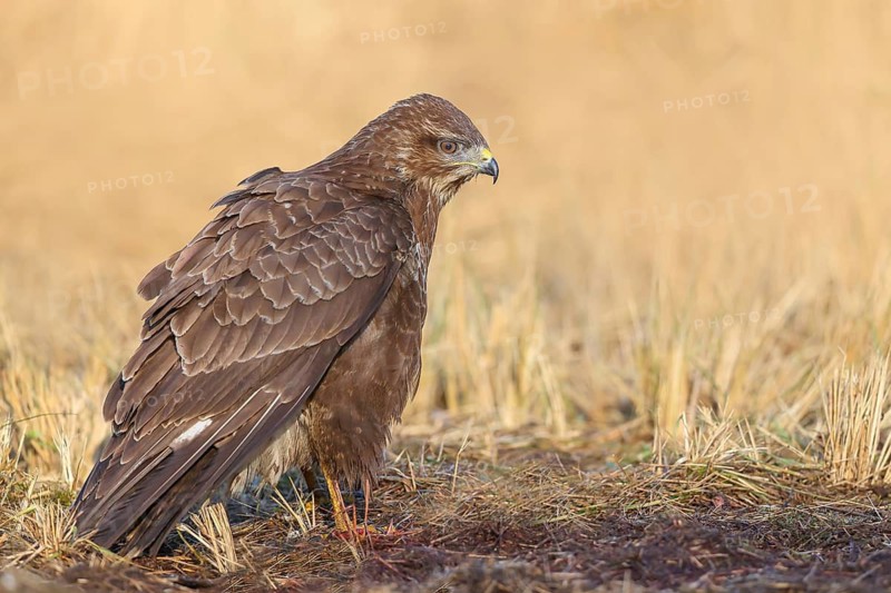 Buzzard (Buteo buteo) standing attentively on the ground, wildlife, side view, animals, birds, bird of prey, nature photography, Siegerland, North Rhine-Westphalia, Germany