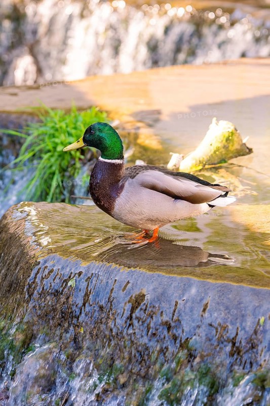 A duck is quietly enjoying the water next to a small waterfall, Aidlingen, Böblingen district, Germany