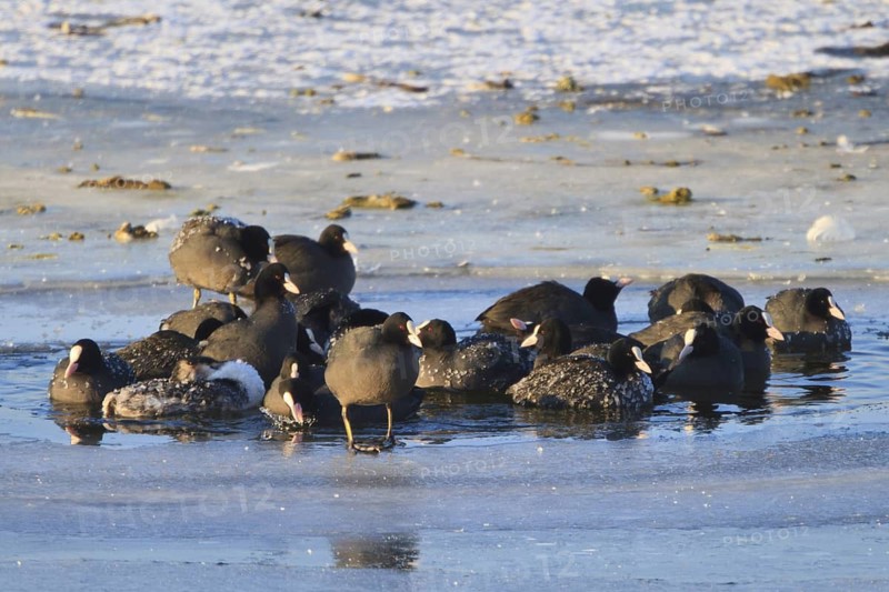 Eurasian Coot (Fulica atra), North Rhine-Westphalia, Germany