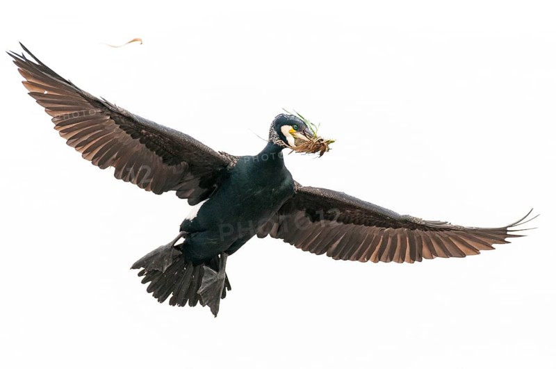 Cormorant (Phalacrocorax carbo) in flight, Stralsund, Mecklenburg-Western Pomerania, Germany
