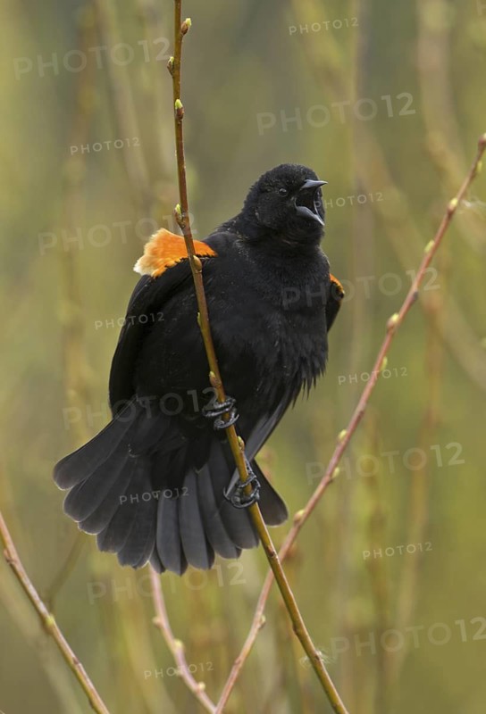 Red-winged Blackbird (Agelaius phoeniceus) male, British Columbia, Canada
