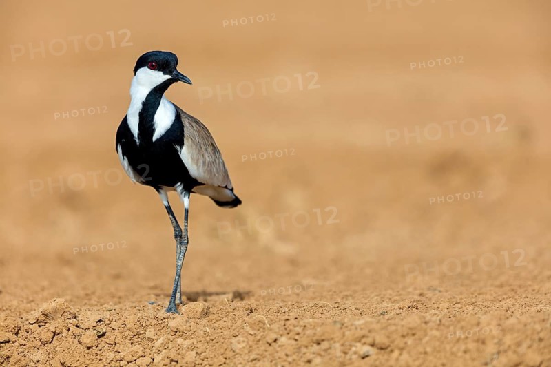 Spur-winged Lapwing, Hoplopterus spinosus, Vanellus spinosus, Israel