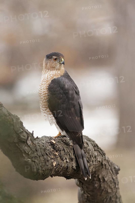 Cooper's Hawk (Accipiter cooperii), Michigan, USA