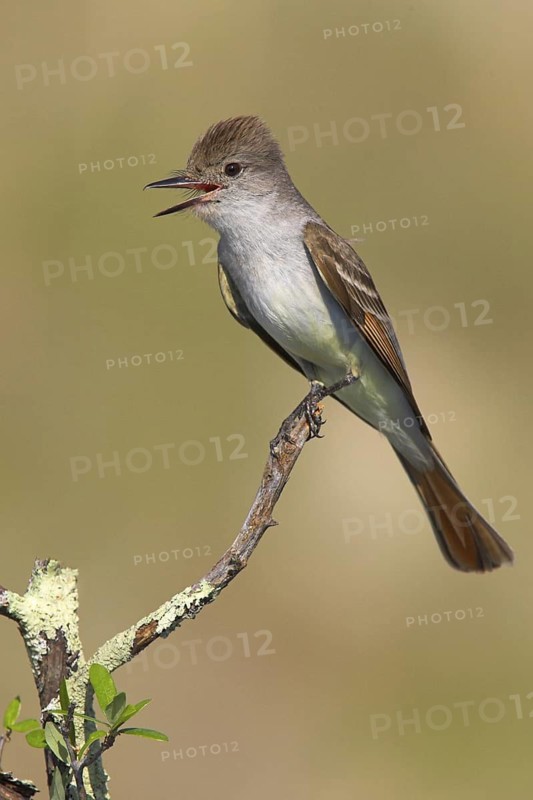 Ash-throated Flycatcher (Myiarchus cinerascens) singing, Texas, USA
