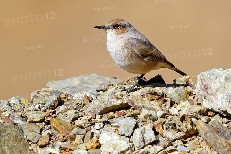 Black-headed Wheatear, Black-headed Wheatear, (Oenanthe alboniger), Songbird, Flycatcher, Dschabal Shams Dschabal al-Ach, Muscat, ad-Dachiliya, Oman