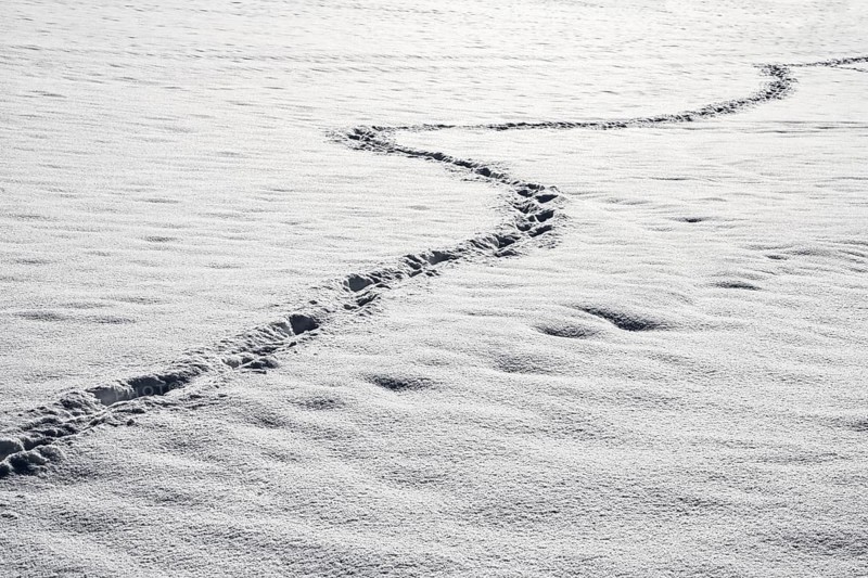 Animal traces in the snow