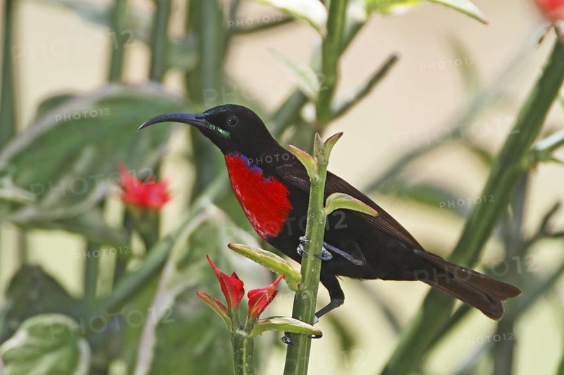 Hunter's Sunbird, Chalcomitra hunteri, male