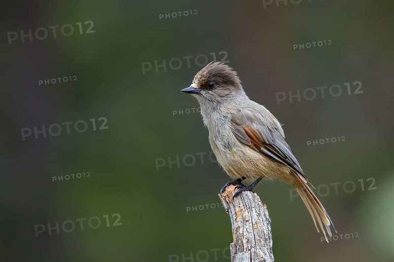 Siberian Jay (Perisoreus infaustus), Dalarna, Sweden