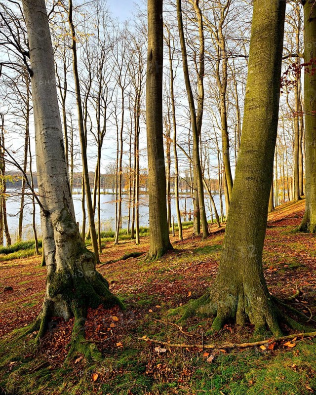 Untouched old beech forest at Schweingartensee in autumn, Müritz National Park, Serrahn sub-area, Mecklenburg-Western Pomerania, Germany