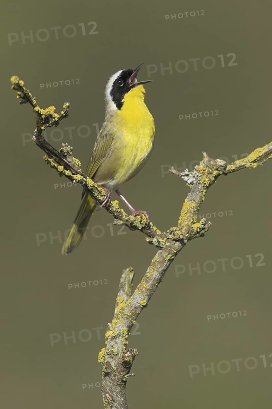 Common Yellowthroat (Geothlypis trichas), British Columbia, Canada