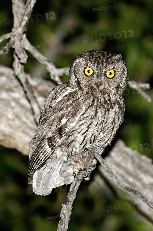 Western Screech Owl (Megascops kennicottii), Arizona, USA