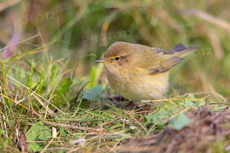 Chiffchaff, Willow Warbler, Chiffchaff, Common Chiffchaff, Chiff-chaff, (Phylloscopus collybita), (Phylloscopus collybitus), NSG Wagbachniederung, Waghäusl, Baden-Württemberg, Germany