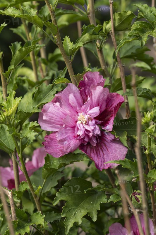 Garden marshmallow (Hibiscus syriacus KAKAPO), Anchers Havecenter, Ellerhoop-Thiensen, Schleswig-Holstein, Germany