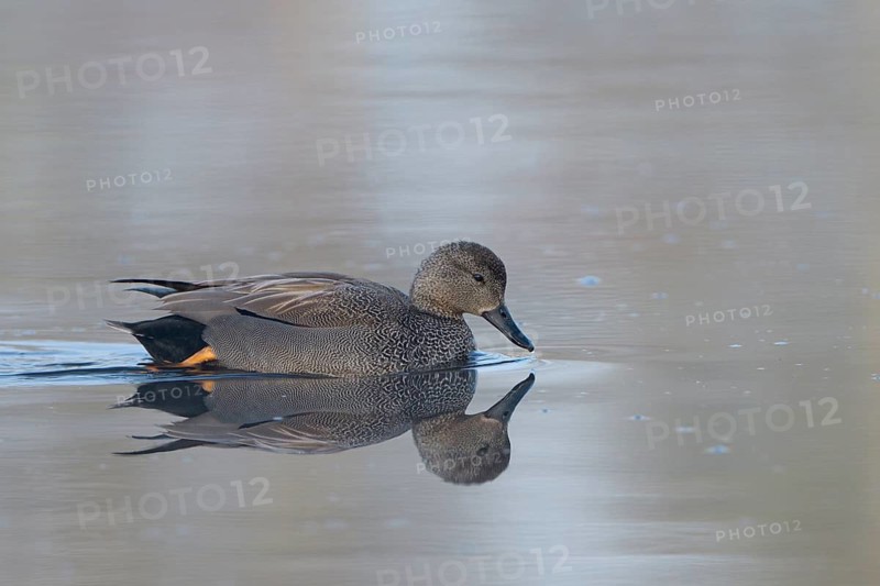 Schnatterente (Anas strepera), Gadwall, Erpel zur Balzzeit, April, Krickenbecker Seen, Nordrhein-Westfalen, Deutschland