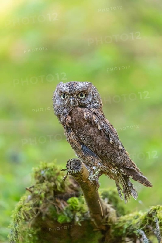 One Eurasian scops owl (Otus scops) sitting on a twig with intense green grass in the background