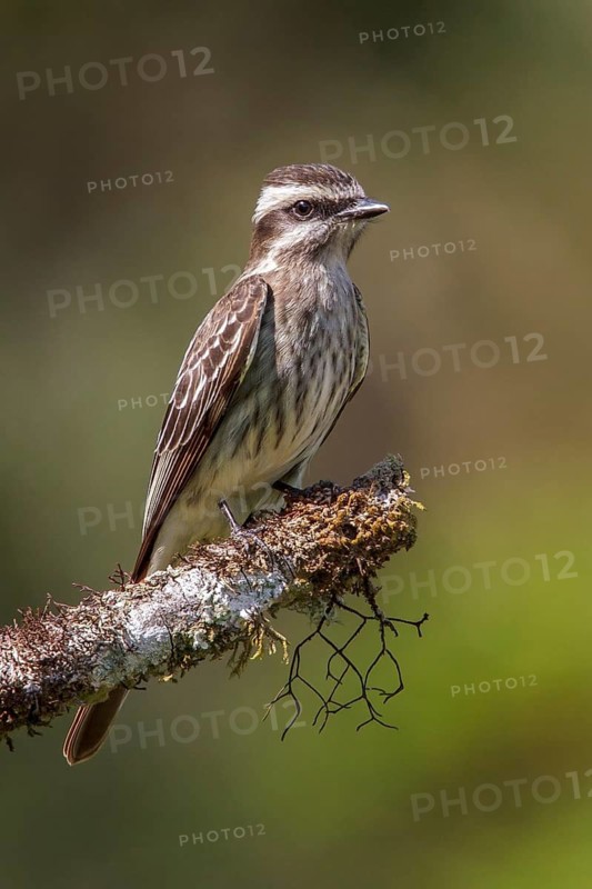 Piratic Flycatcher (Legatus leucophaius) perched on a branch in the Atlantic rainforest of southeast Brazil