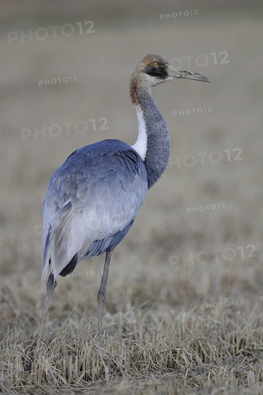 White-naped Crane (Antigone vipio) juvenile, Arasaki, Japan