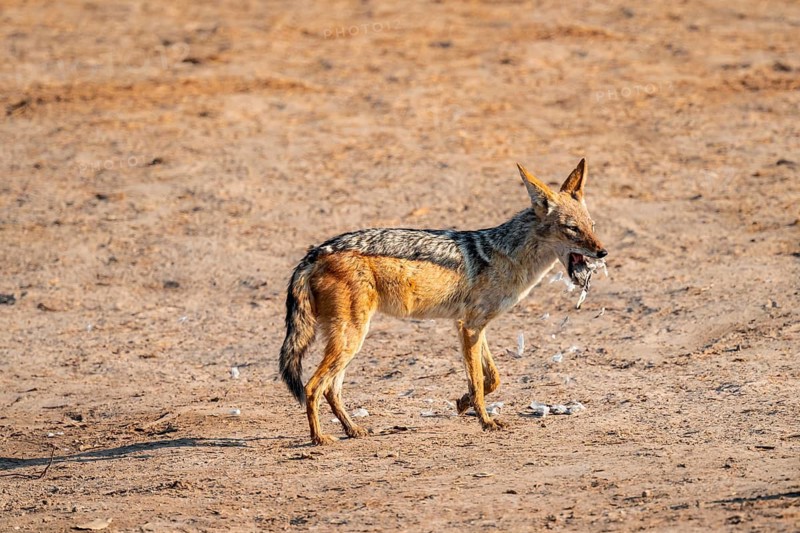 Black-backed jackal (Lupulella mesomelas) hunting pigeons, Savuti, Chobe National Park, Botswana