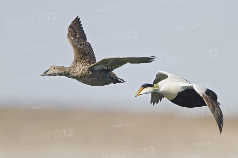 Common Eider (Somateria mollissima) flying, Manitoba, Canada