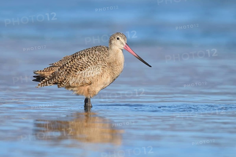 Marbled Godwit (Limosa fedoa), California, USA