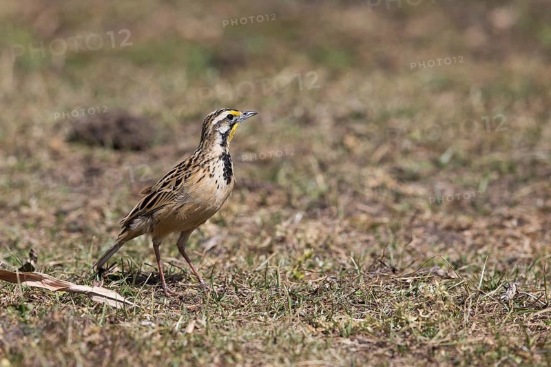 Abyssinian Longclaw (Macronyx flavicollis) perched on the ground, Oromia, Ethiopia