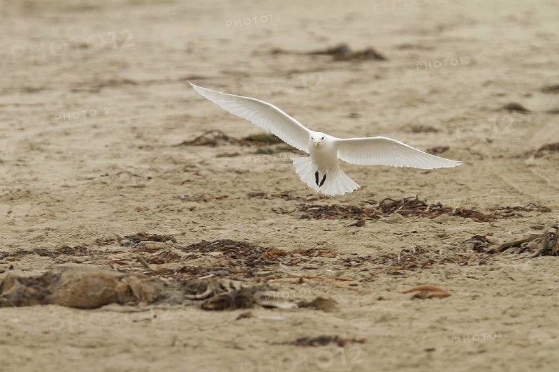 Ivory Gull (Pagophila eburnea) flying, California, USA