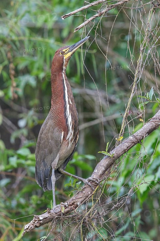 Rufescent Tiger-Heron (Tigrisoma lineatum) perched on a branch in Manu National Park, Peru