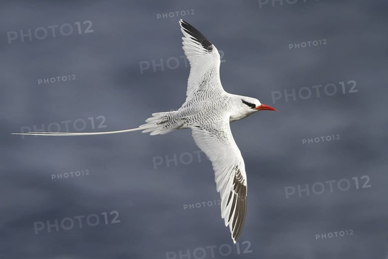 Red-billed Tropicbird (Phaethon aethereus) flying, Trinidad and Tobago