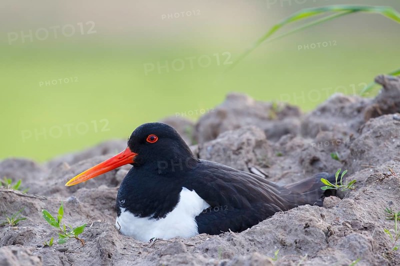 Eurasian Oystercatcher (Haematopus ostralegus) incubating, Netherlands