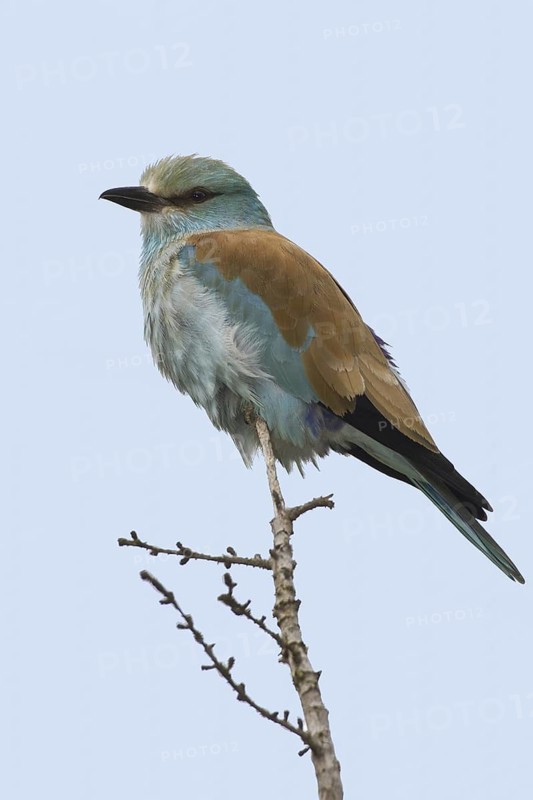European Roller (Coracias garrulus), California, USA