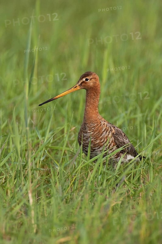 Black-tailed Godwit (Limosa limosa), Lake Neusiedl, Austria