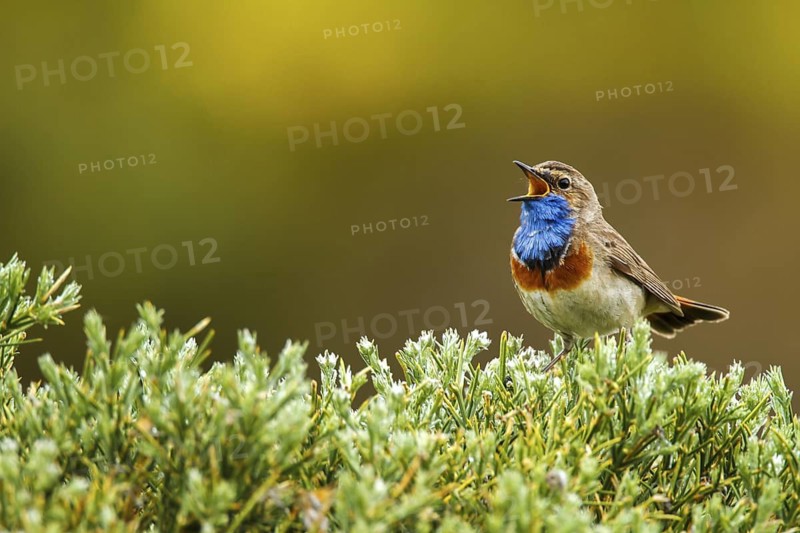 Bluethroat (Luscinia svecica cyanecula) male singing, Avila, Spain