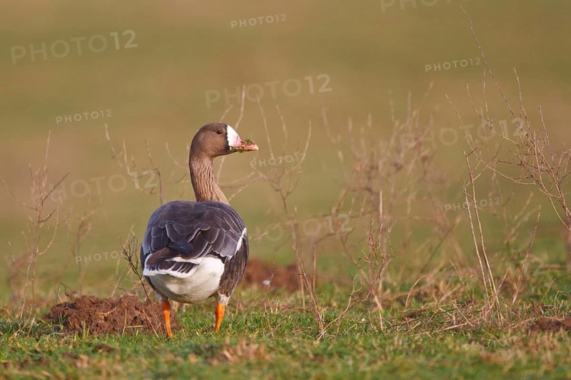 Greater White-fronted Goose (Anser albifrons), North Rhine-Westphalia, Germany