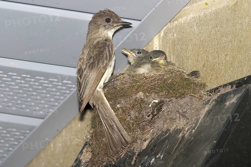 Eastern Phoebe Sayornis phoebe Black River Falls, Jackson County, Wisconsin, USA 20 July Adult & young at nest. Tyrannidae