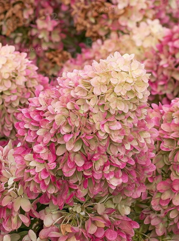 Panicle hydrangea (Hydrangea paniculata REDLIGHT), RHS Bridgewater, Great Britain