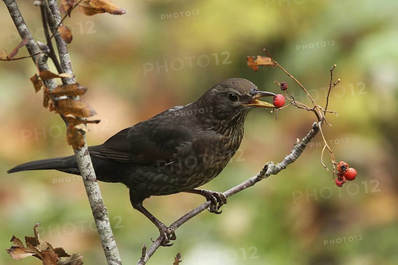 Common Blackbird (Turdus merula) female, Lower Saxony, Germany