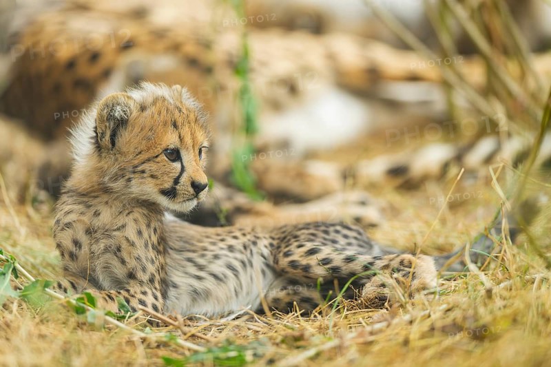 Cheetah (Acinonyx jubatus) youngster lying on a meadow, captive, occurrence Africa