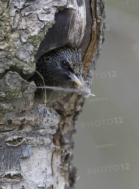 Common Starling (Sturnus vulgaris), Saxony, Germany