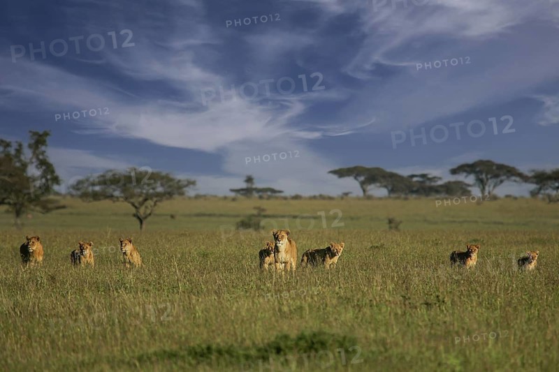 Löwe (Panthera leo), Löwenrudel mit Weibchen und Jungtieren zusammen in der Savanne, Serengeti National Park, Tansania | African Lion (Panthera leo) pack of female lions with cubs in savanna, Serengeti National Park; Tanzania