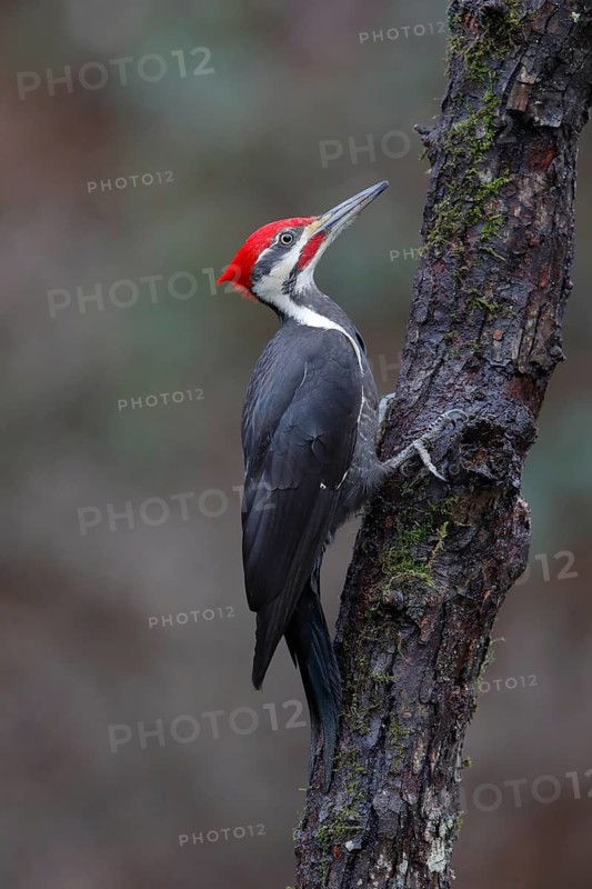 Pileated Woodpecker (Dryocopus pileatus) male climbing up tree trunk, British Columbia, Canada