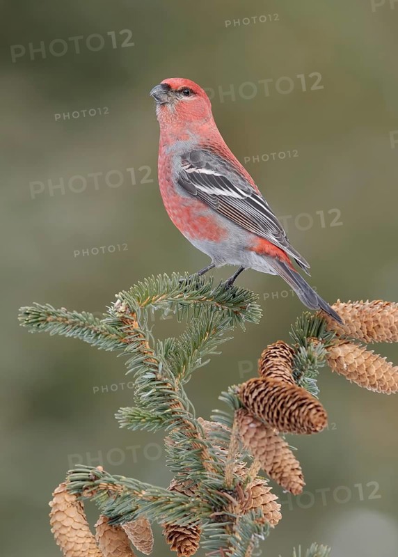 Pine Grosbeak (Pinicola enucleator) male, Alaska, USA