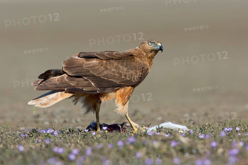 Swamp Harrier (Circus approximans) female with prey, Victoria, Australia