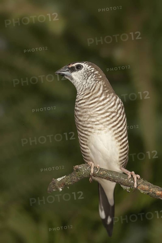 Plum-headed Finch (Neochmia modesta) female