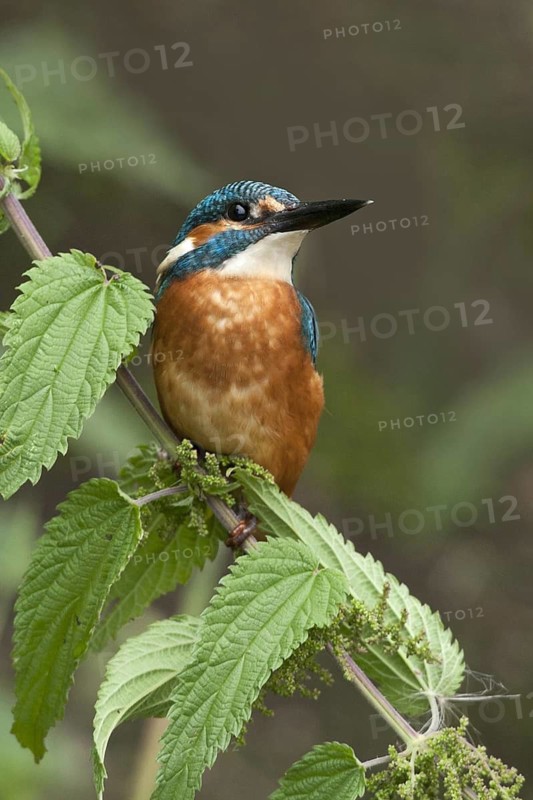 Common Kingfisher (Alcedo atthis) juvenile male, Netherlands