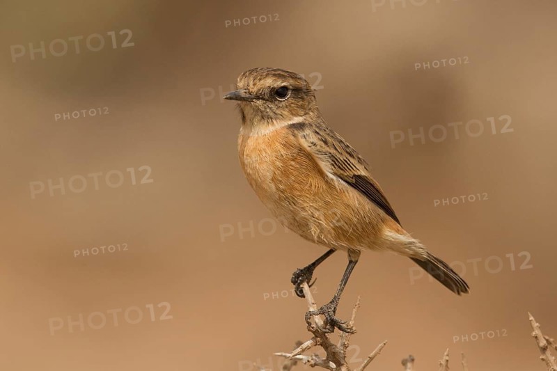 European Stonechat (Saxicola rubicola) female perched on a branch, Morocco