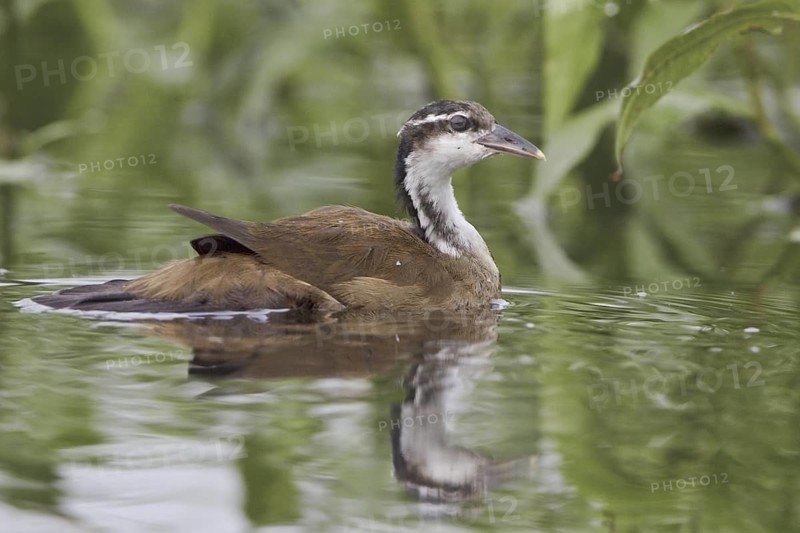 Sungrebe (Heliornis fulica), Ecuador