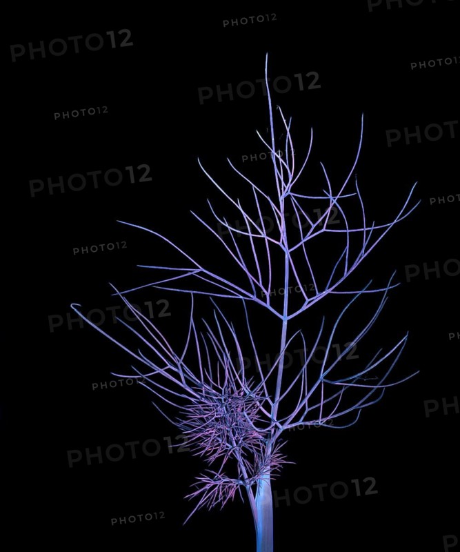Fennel (Foeniculum vulgare), leaf, UV light, Germany