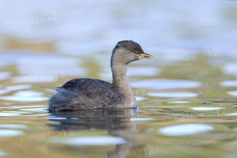 Hoary-headed Grebe (Poliocephalus poliocephalus), Victoria, Australia