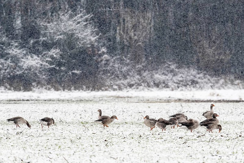 Greylag geese (Anser anser) in the snow, Emsland, Lower Saxony, Germany